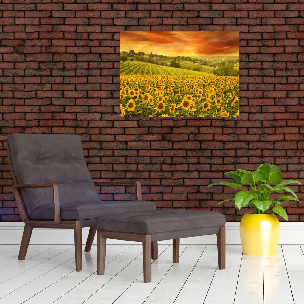 Tablou - Câmp de floarea-soarelui (70x50 cm)