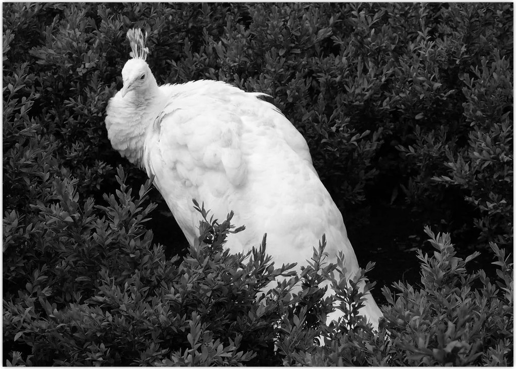 Tablou - Păun,alb-negru (70x50 cm)