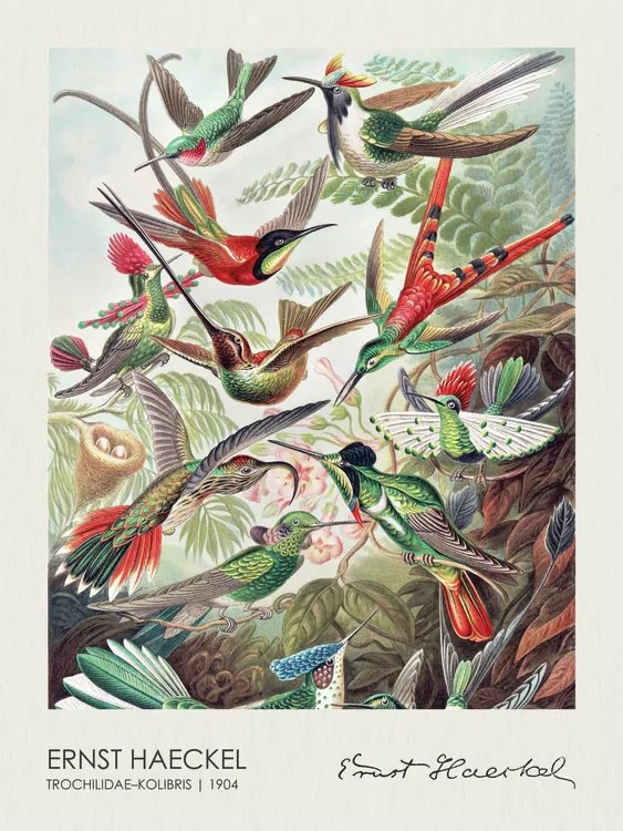 Reproducere Trochilidae–Kolibris (1904), Ernst Haeckel