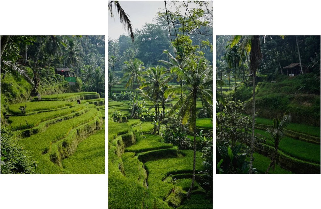 Tablou cu terasele cu orez Tegalalang, Bali (90x60 cm)