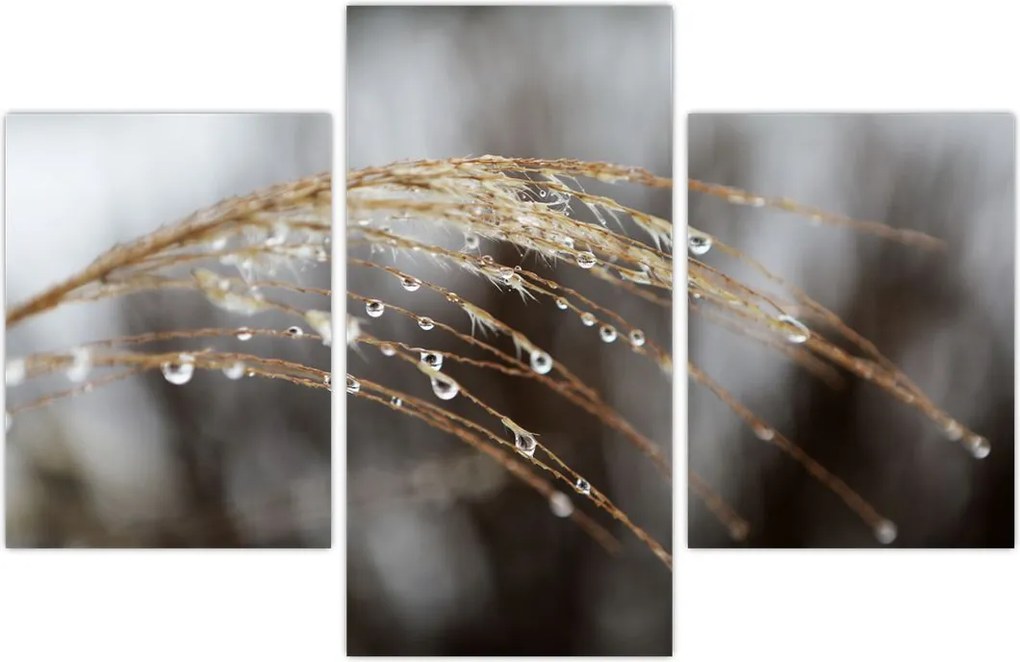 Tablou - Picături pe plantă (90x60 cm)