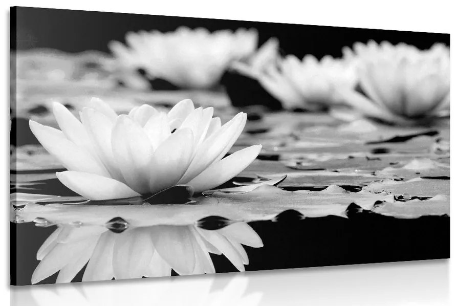 Tablou floare de lotus în design alb-negru