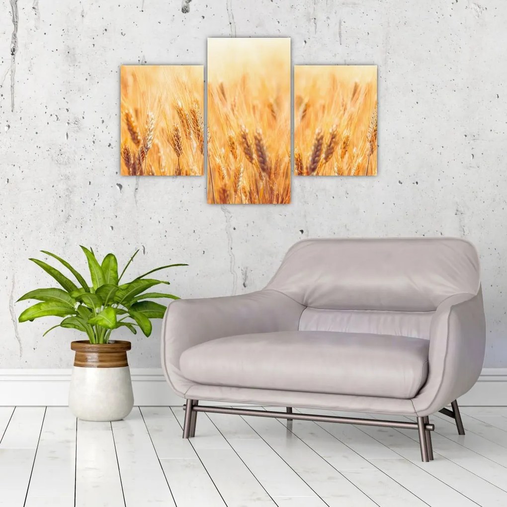 Tablou - câmp cu grâne (90x60 cm)