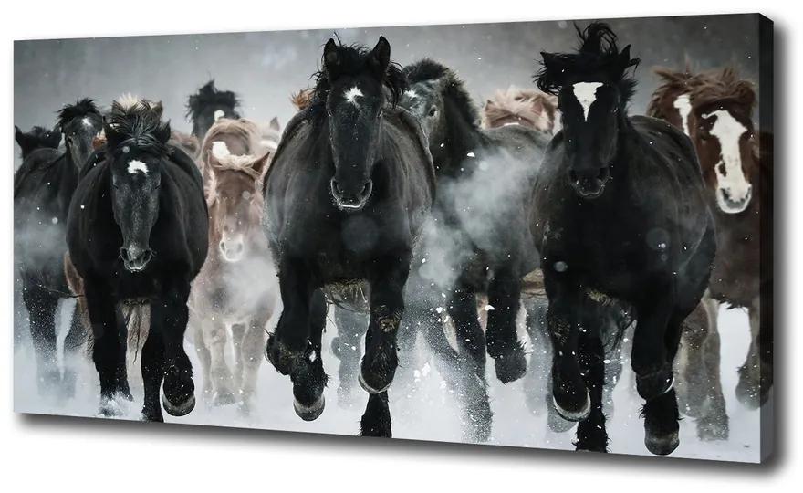 Tablou pe pânză canvas Galopantă cai