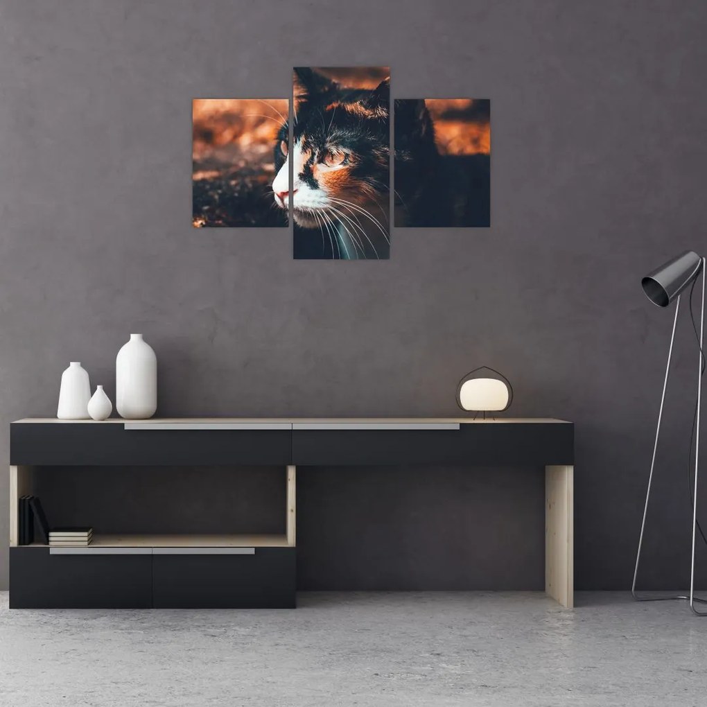 Tablou - Privirea pisicii (90x60 cm)