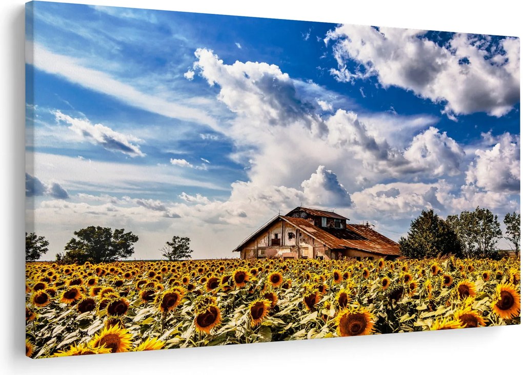 Tablou cu câmp de floarea soarelui (90x60 cm)