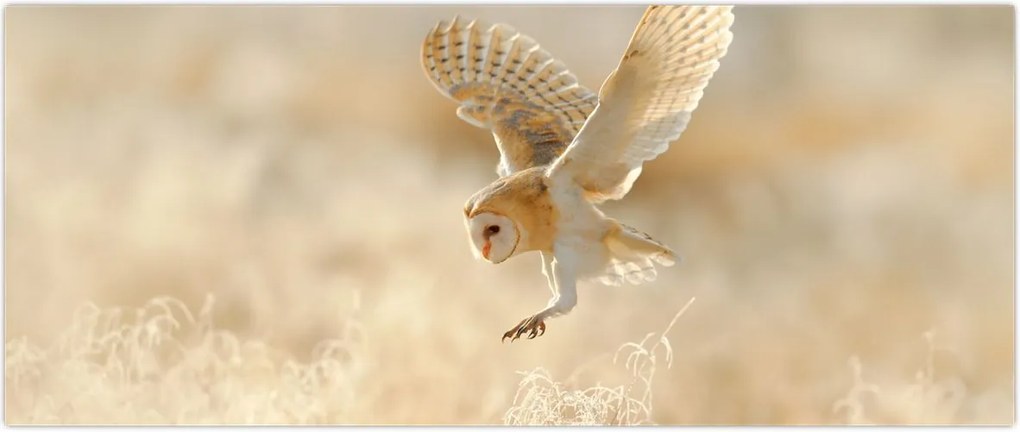 Tablou - Bufniță (120x50 cm)