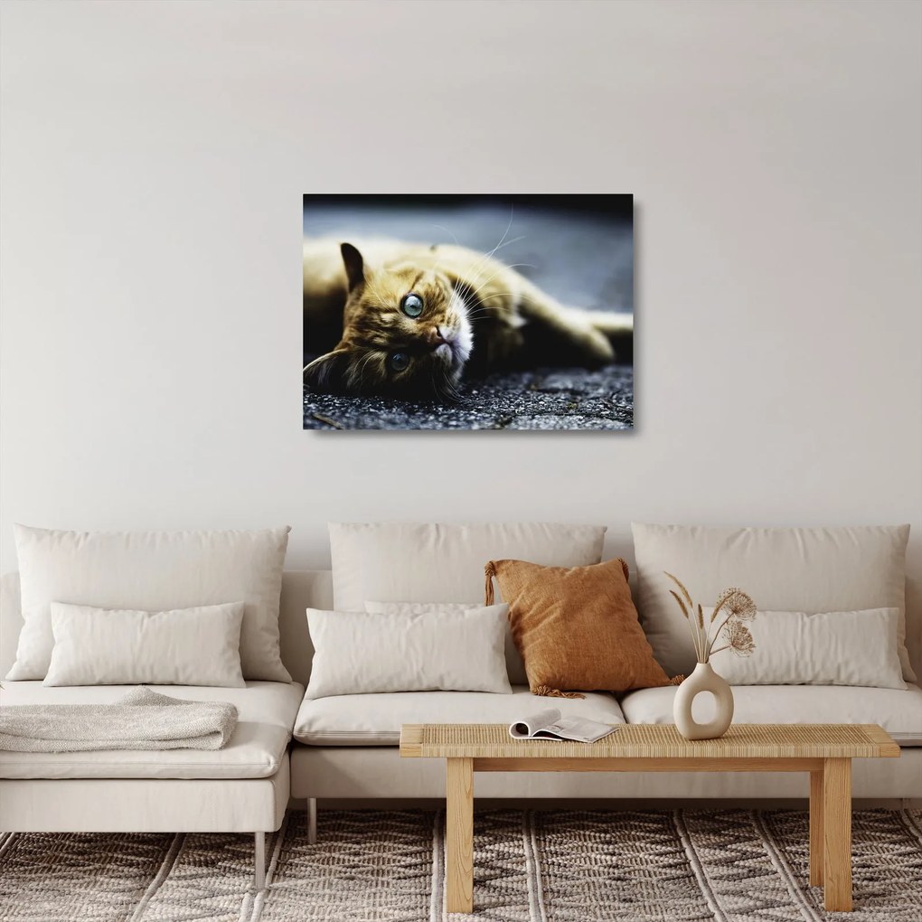 Tablou pe sticlă cu pisica (70x50 cm)