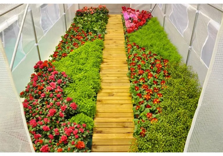 Solariu 250  x 500 cm (12,5 m2) - verde