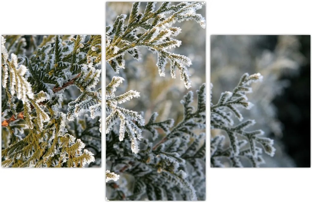 Tablou - Detaliu ramură (90x60 cm)