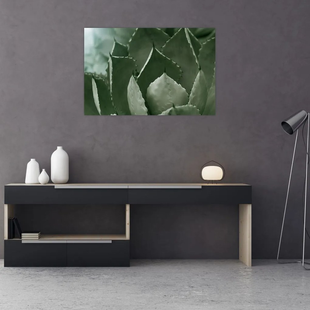Tablou - Agave verde (90x60 cm)