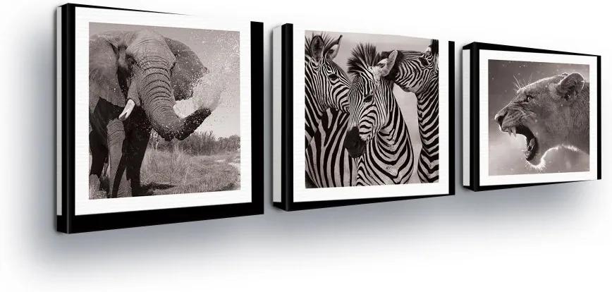 GLIX Tablou - Black and White, Animal Trio II 3 x 25x25 cm
