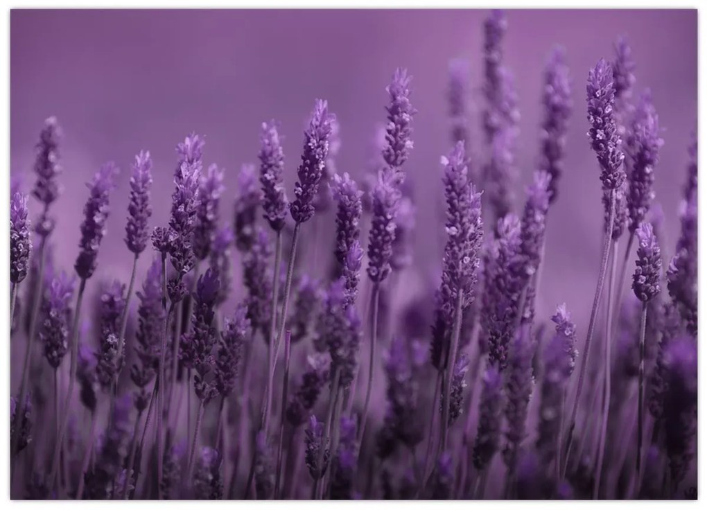 Tablou pe sticlă - Lavanda (70x50 cm)