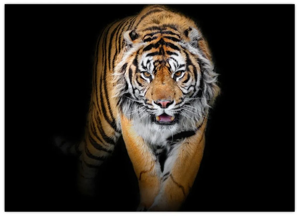 Tablou pe sticlă - Tiger (70x50 cm)