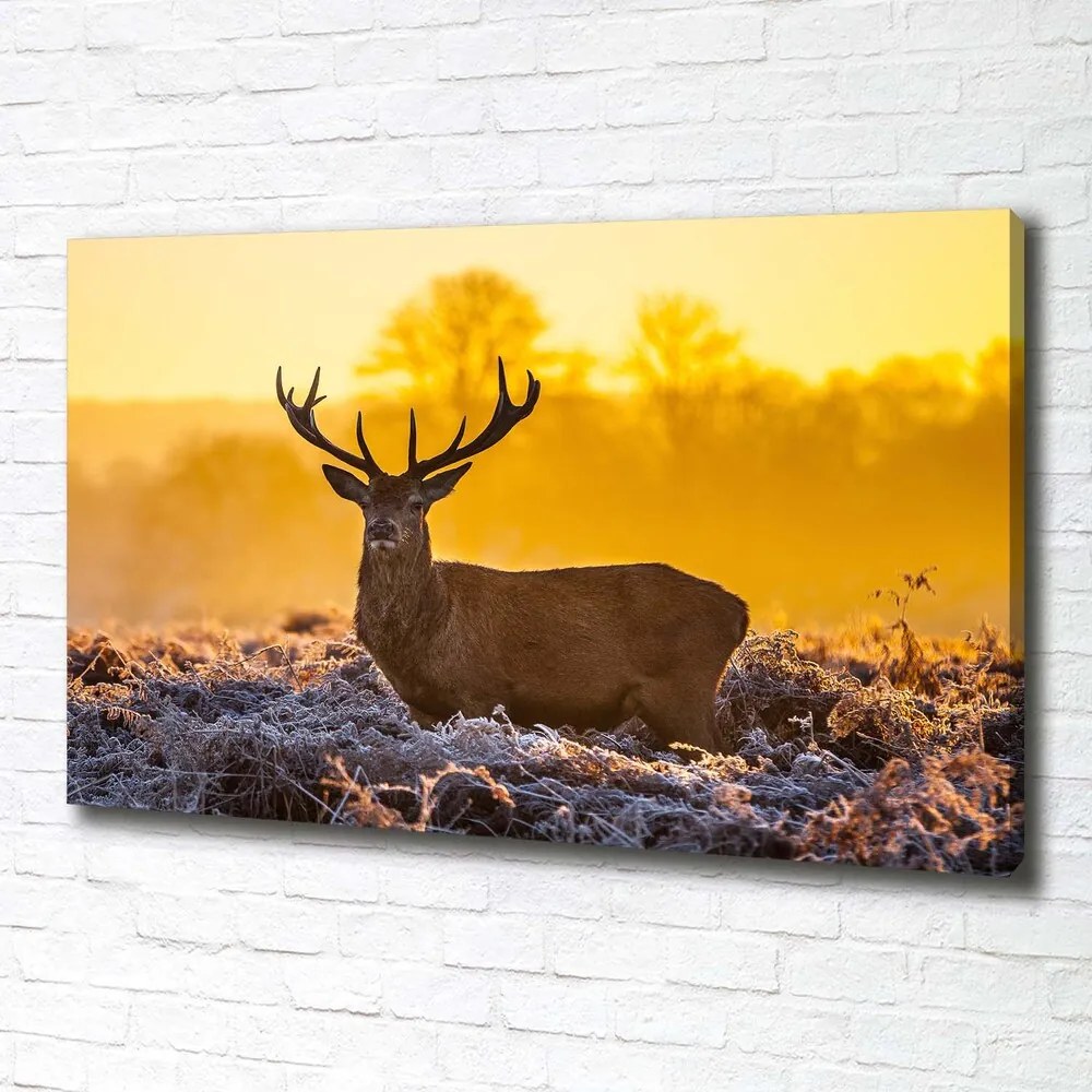 Print pe canvas Sunrise deer