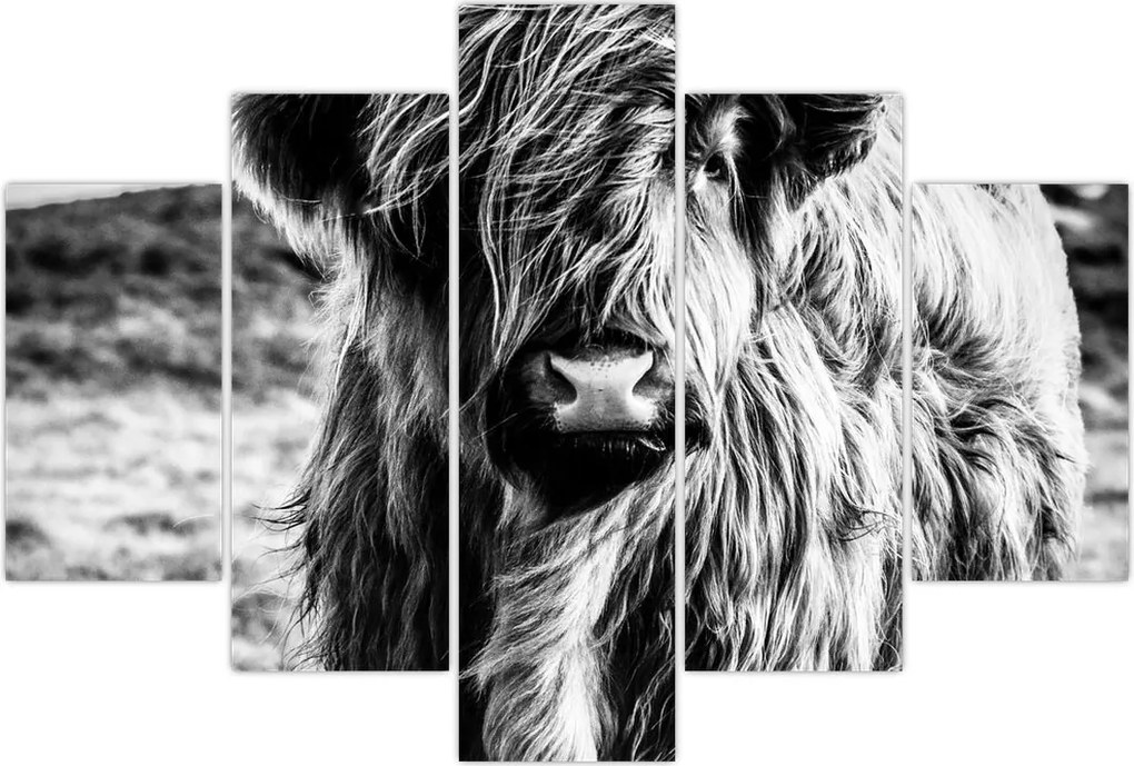 Tablou - Highland - vacă scoțiană (150x105 cm)