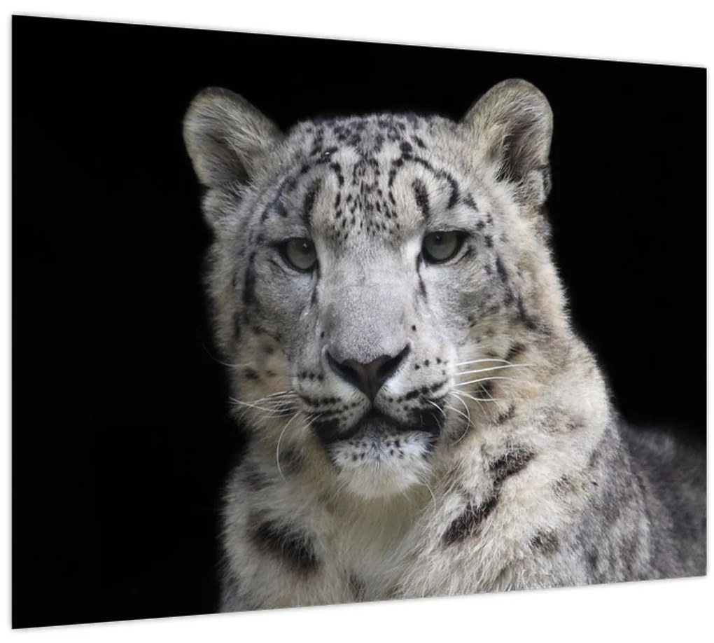 Tablou - Snow Leopard (70x50 cm)