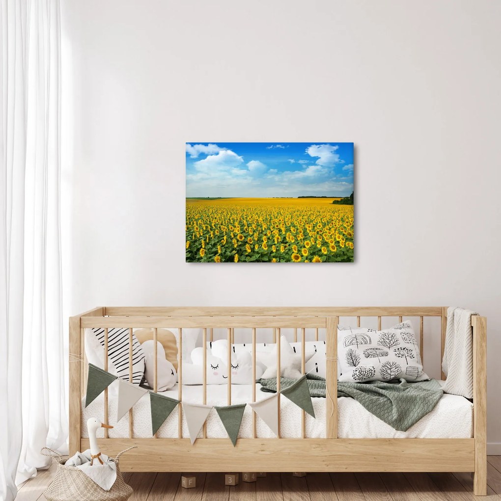 Tablou - câmp cu floarea soarelui (70x50 cm)
