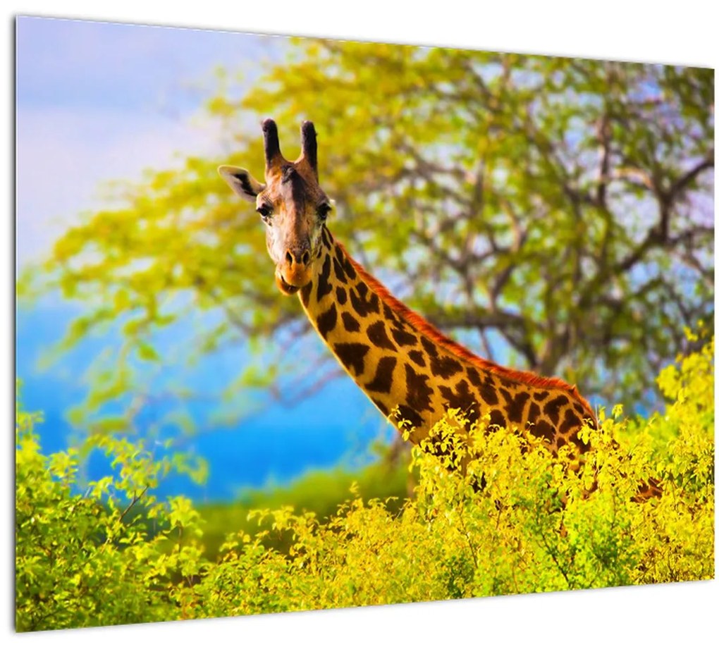 Tablou pe sticlă - Girafa în Africa (70x50 cm)