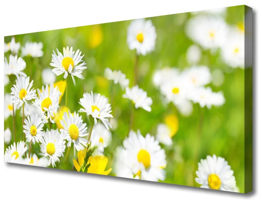 Tablou pe panza canvas Daisy Floral Galben Alb