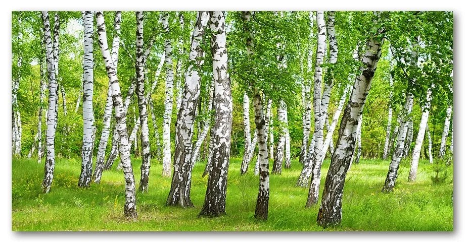 Tablou acrilic Pădurea de mesteacăn