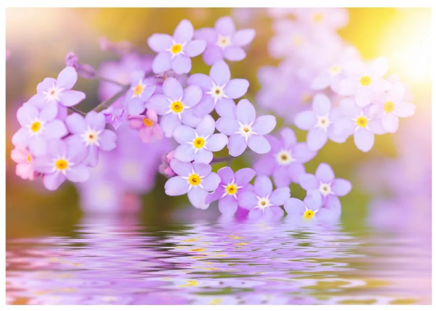Fototapet - Violet Petals In Bloom
