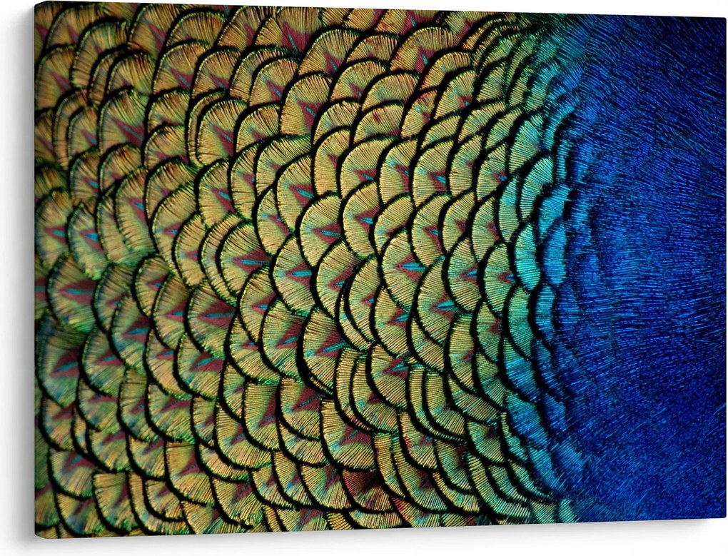 Tablou - Pene de păun (70x50 cm)