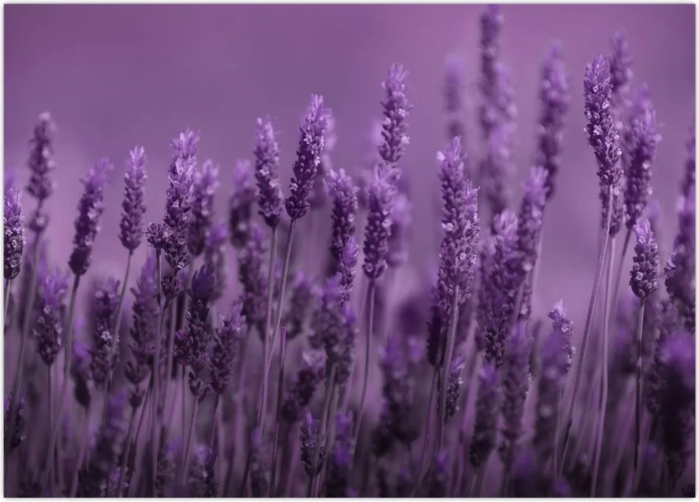 Tablou - Lavanda (70x50 cm)
