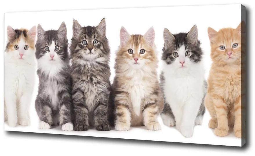 Tablou pe pânză Șase pisici