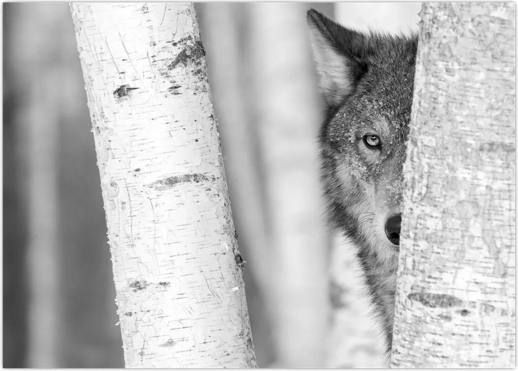 Tablou - Lupul din pădure (70x50 cm)