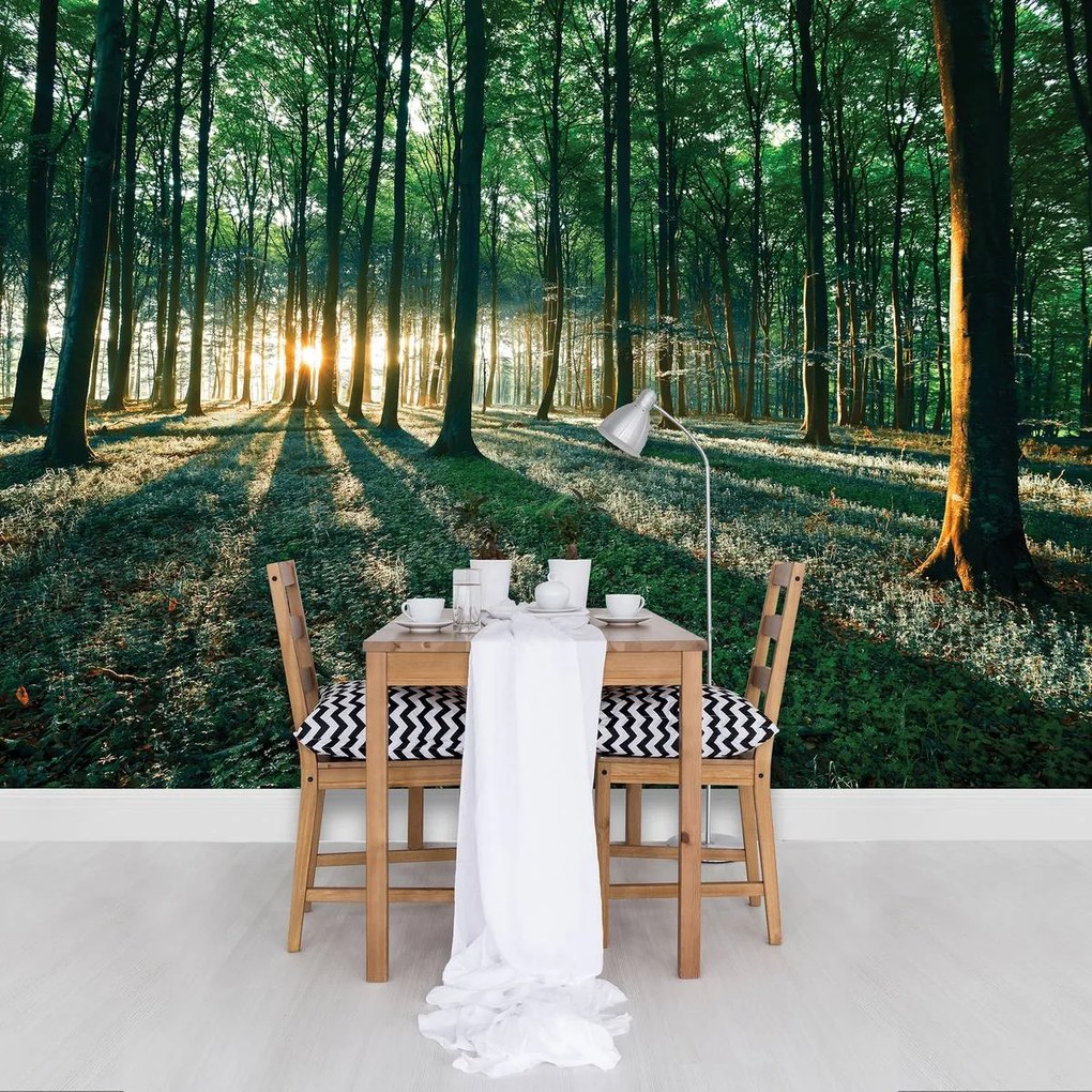 Fototapet - Pădure (254x184 cm)