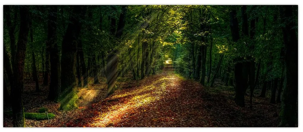 Tablou cu poteca prin pădure (120x50 cm)