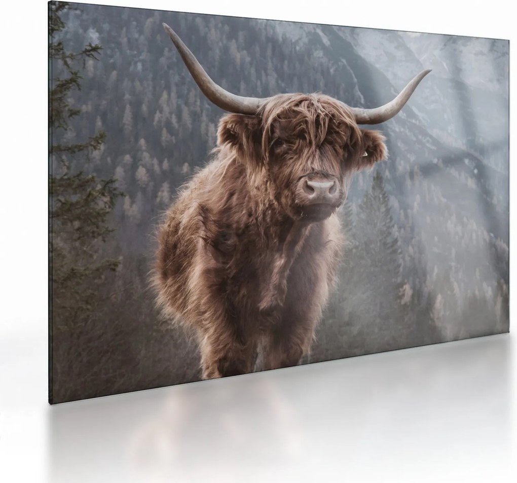 Tablou pe sticlă - Vaca Highlander (70x50 cm)