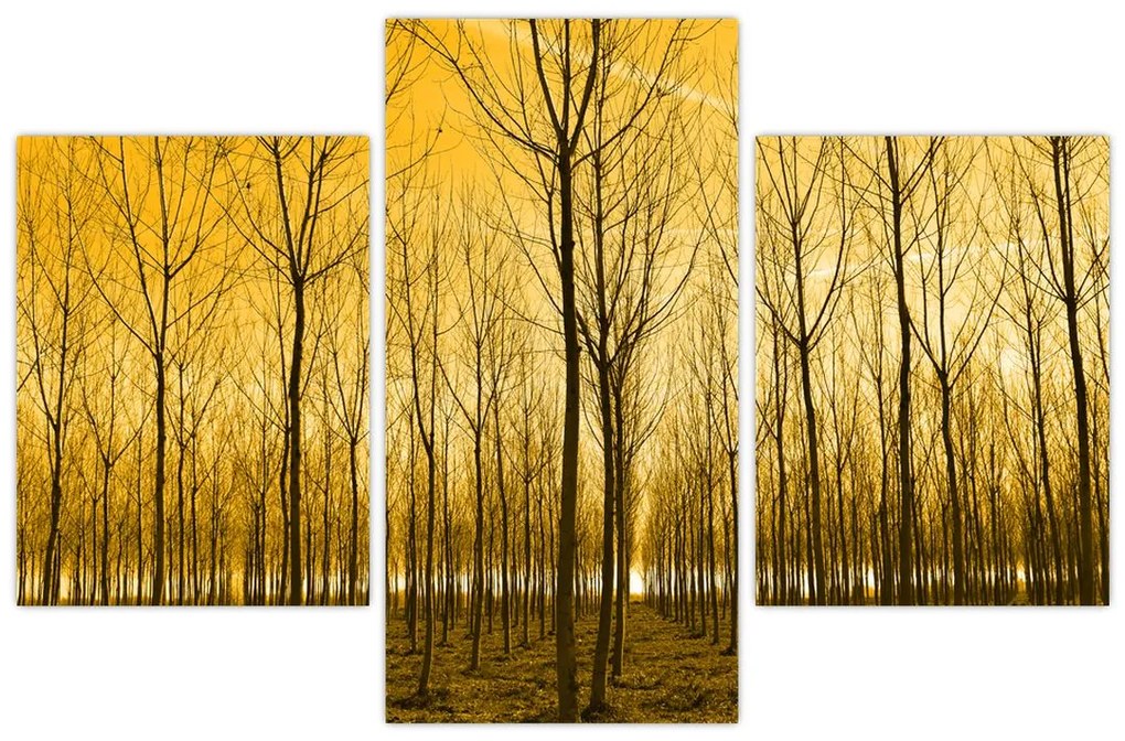 Tablou cu pădure în apus de soare (90x60 cm)