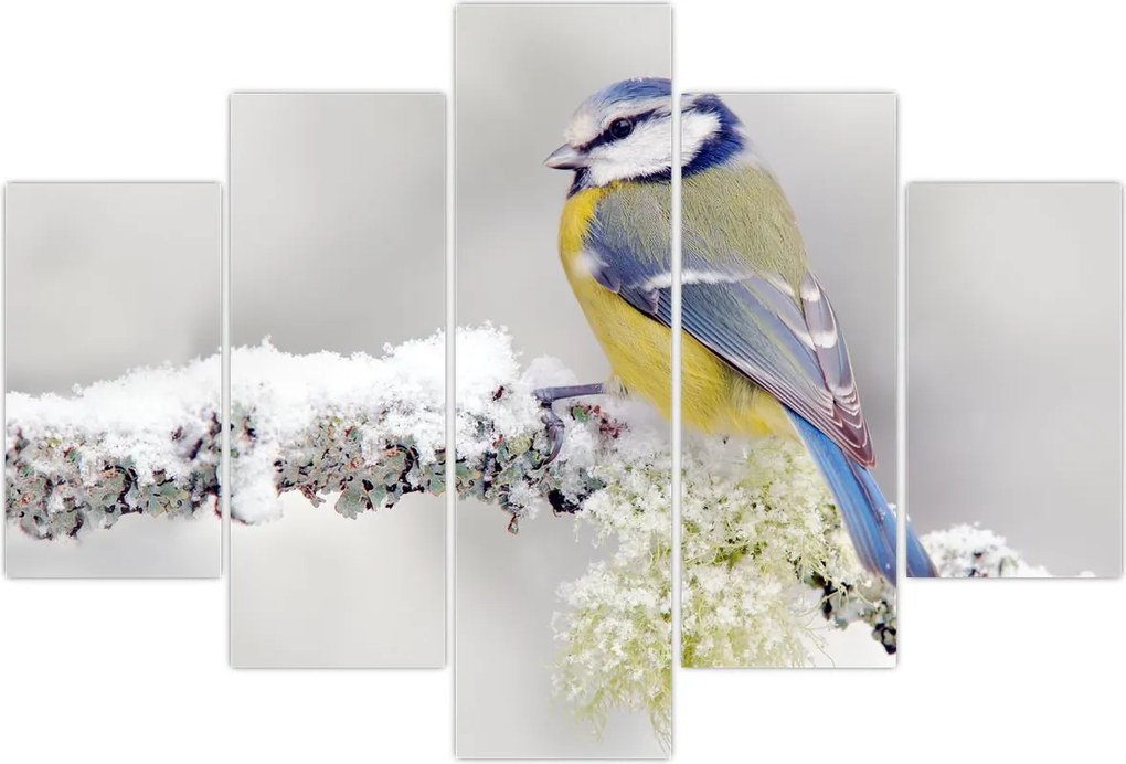 Tablou - Pițigoi (150x105 cm)