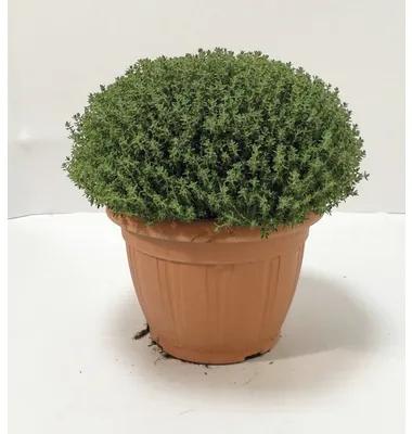 Cimbru de câmp FloraSelf Thymus vulgaris H 40-60 cm ghiveci Ø 25 cm