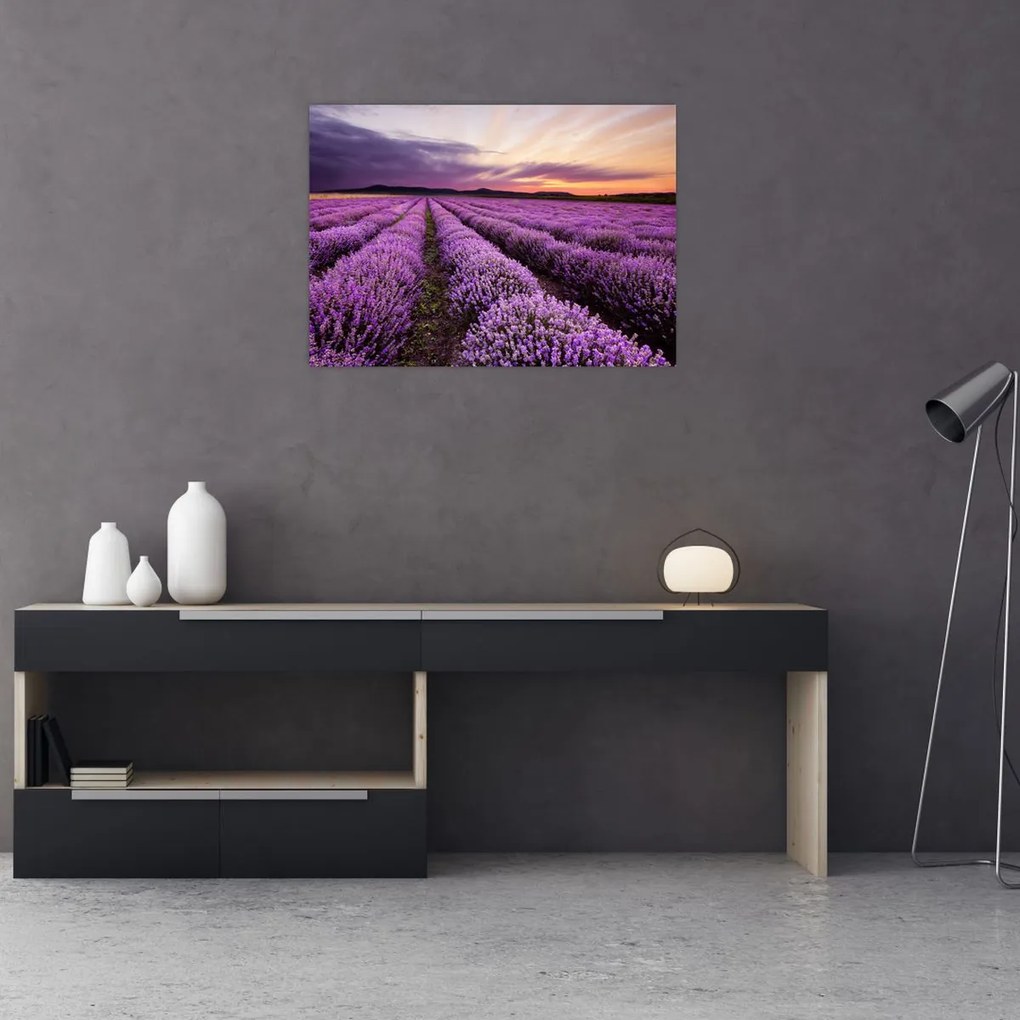 Tablou - Câmp de lavandă la apus de soare (70x50 cm)