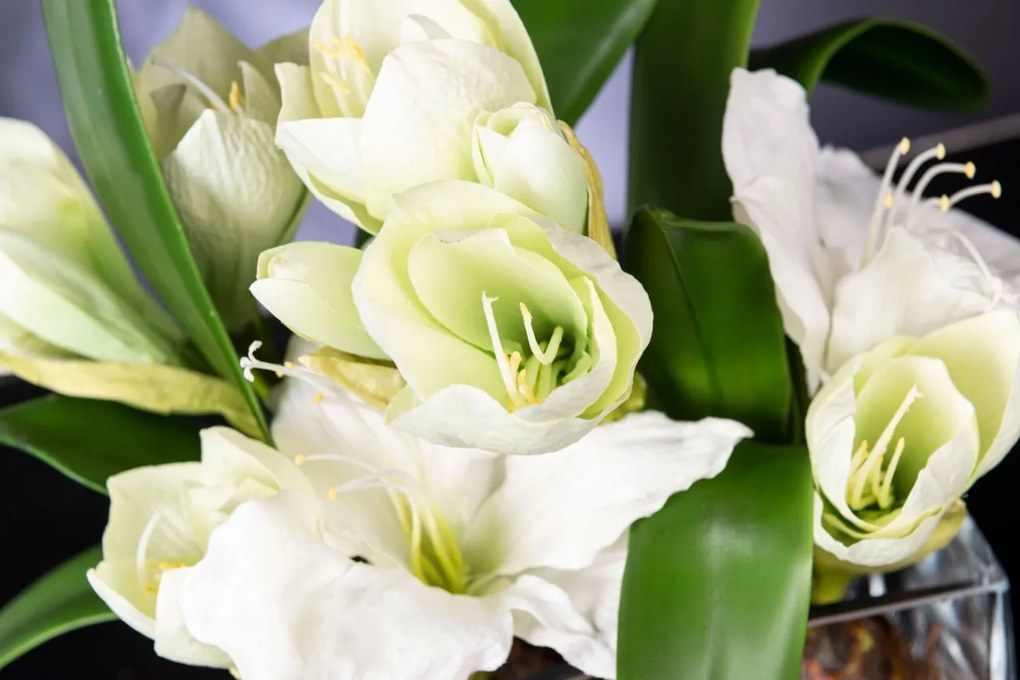 Aranjament floral mediu design LUX SQUARE AMARYLLIS BULB