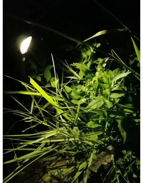 Lampă LED solară cu senzor Immax 08502L LED/1W/3,7V 6000K IP65