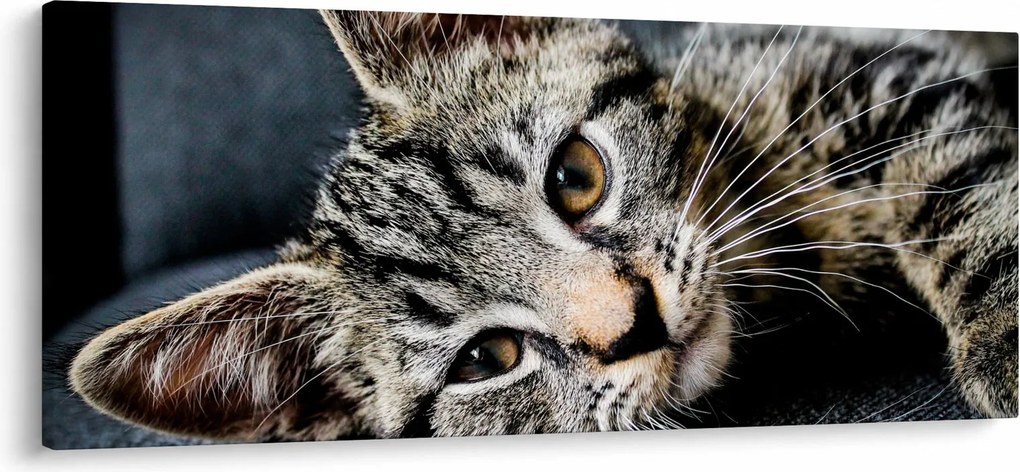 Tablou - Pisoi (120x50 cm)