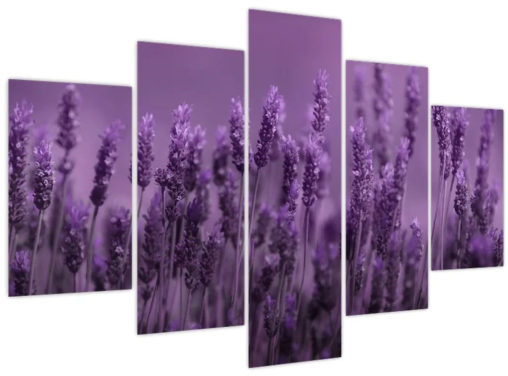 Tablou - Lavanda (150x105 cm)