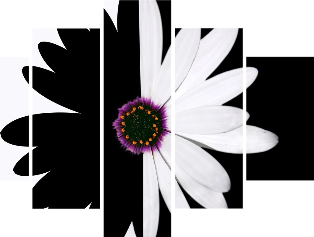 Tablou - Floare, alb- negru (150x105 cm)
