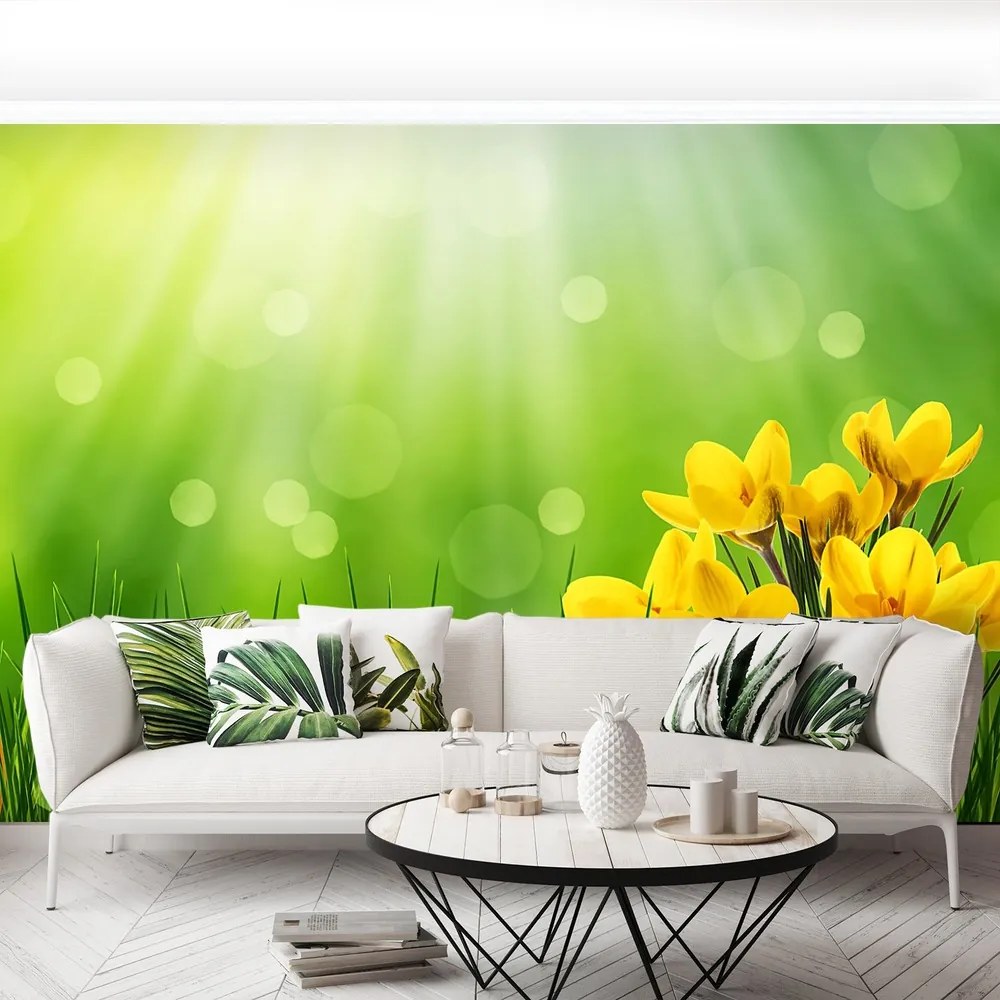 Fototapet Crocuses de Paști