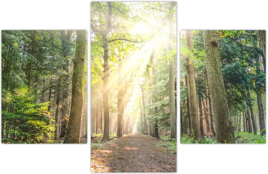 Tablou - Poteci în pădure (90x60 cm)