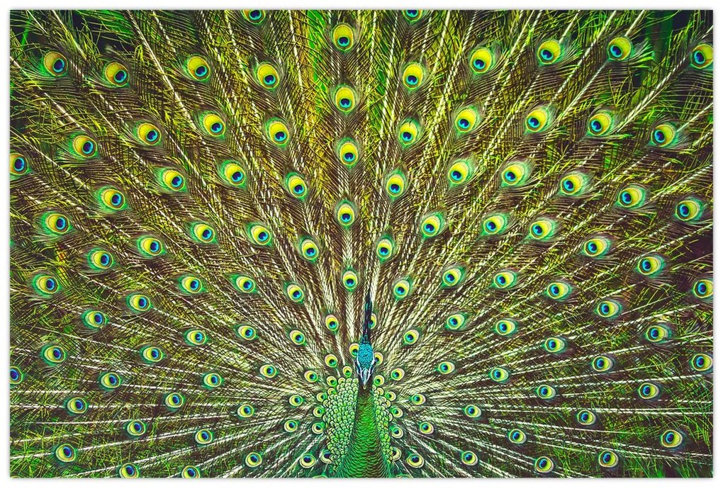Tablou - Peacock (90x60 cm)