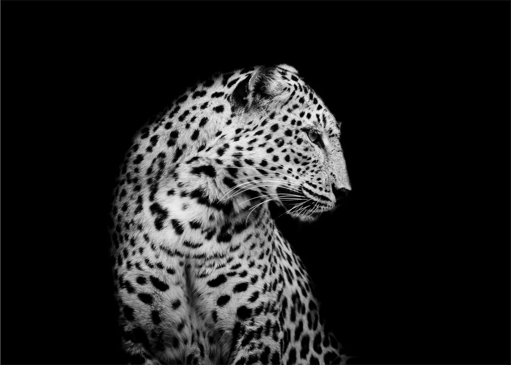 Tablou - Leopardul (70x50 cm)