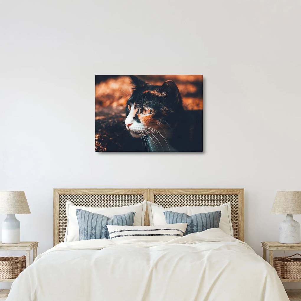 Tablou - Privirea pisicii (70x50 cm)