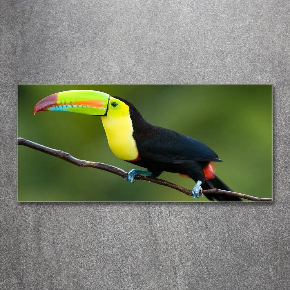 Tablou pe sticlă acrilică Toucan