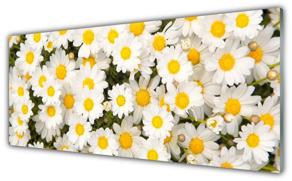 Tablouri acrilice Daisy Floral Galben Alb