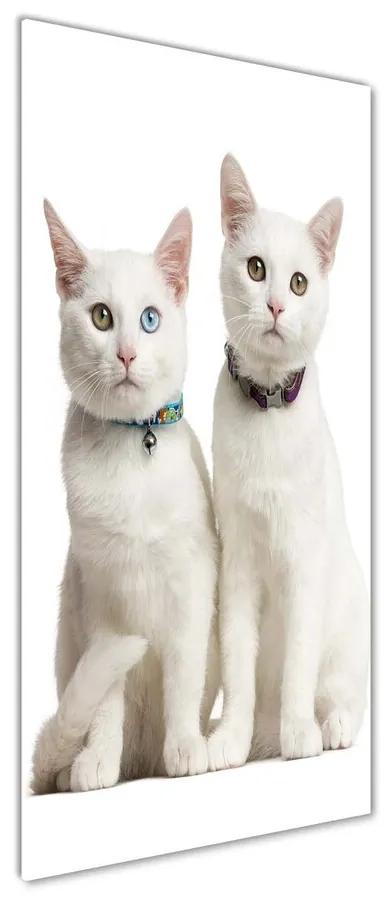 Tablou pe sticlă acrilică Două pisici albe